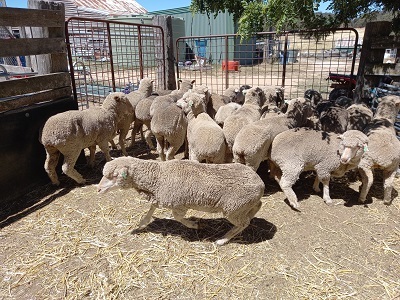 Merino Ewes 42 Fine Wool Merino Ewe Hoggets (Thalabah x Bogo Blood) Station Mated