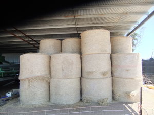 130 Round Bales 2019 season hay 