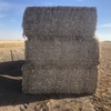 Field Pea and Faba Bean Tailing Bales