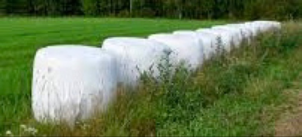Rye grass silage