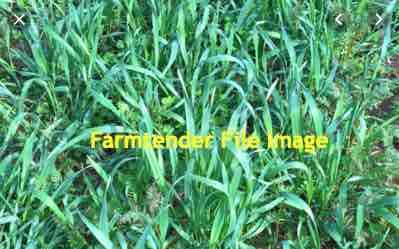 Sub Clover Shaftal and Rye Silage For Sale