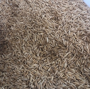 Seed Oats Graded into Bulka Bags