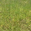 Agistment (Cheap & heaps of feed)