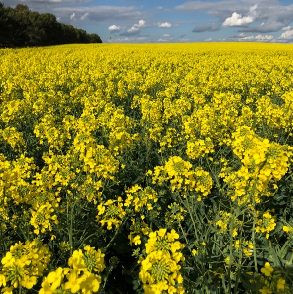 Canola hay new season