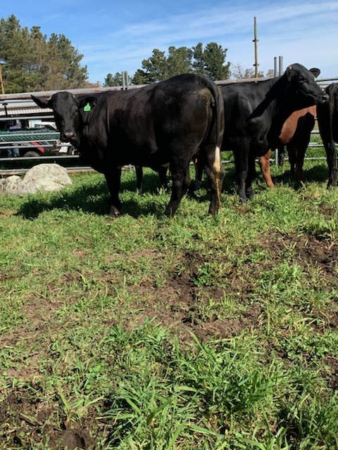 9 PTIC Santa x Friesian 2 yr old Heifers