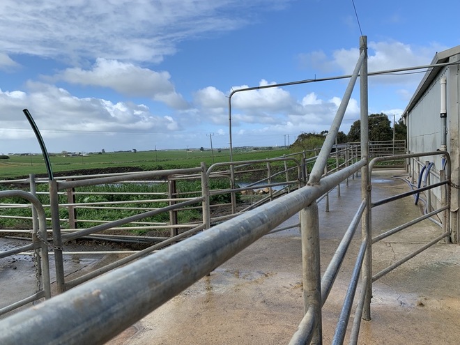 Share Farmer for Cow Milking Station