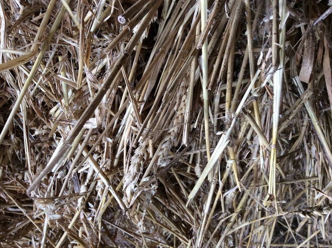 22 Bales of Cereal Hay, 8x3x4 Shedded