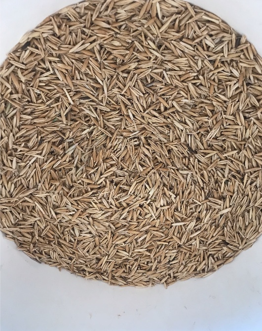 50mt Yarran Oats 'New Season' 