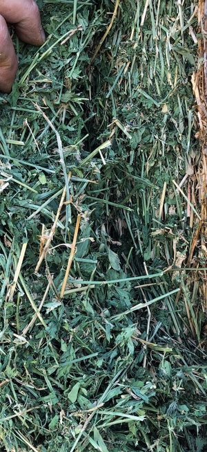 Lucerne Hay 5x4 Rolls 3rd cut