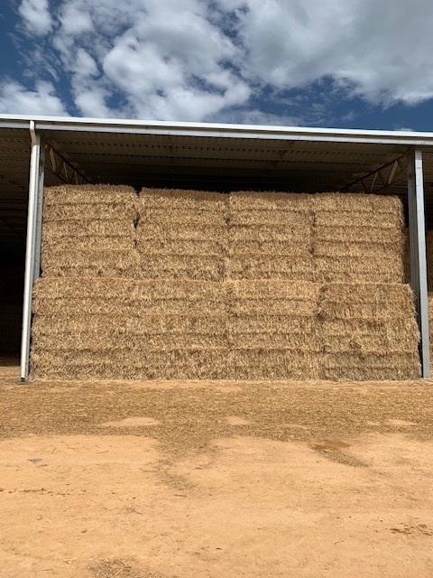 New season wheaten hay for sale