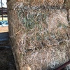 New season Canola Hay for sale