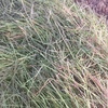 Pasture Hay 4x4 Round Bales