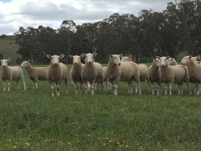 Border Leicester rams 