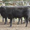 21 Angus heifers one year old
