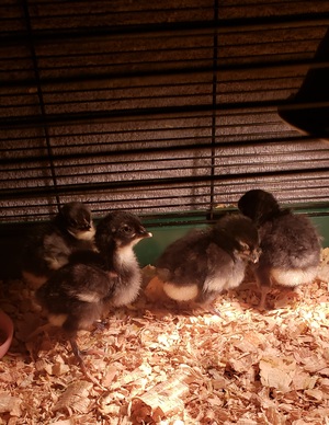 unsexed andalusian chickens 