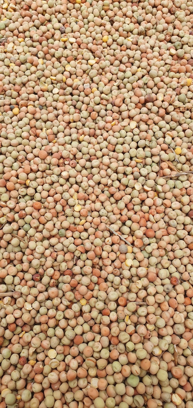 Field Peas 
