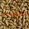  10-20/Mt forage barley for sale  Farmer dressed 