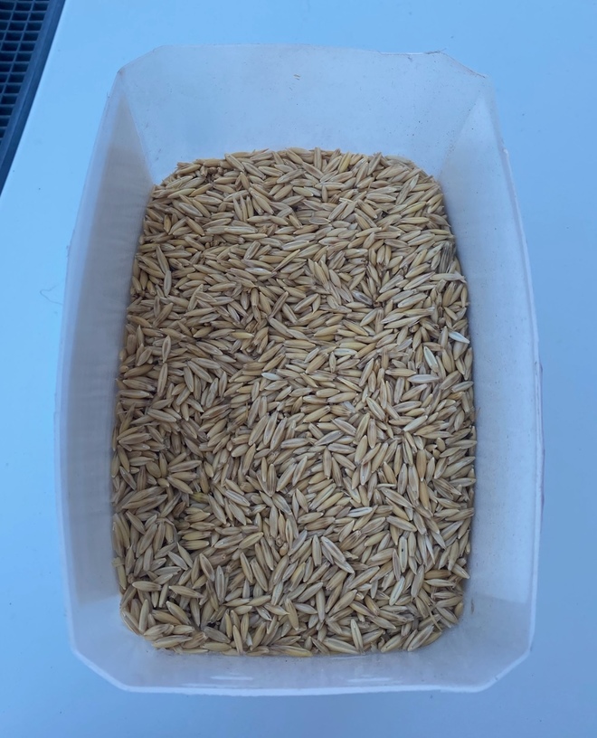 27/mt of Bannister Feed Oats - ONO