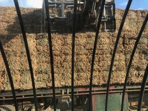 Clover hay small squares in bale baron packs