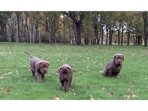 Amazing Mastiff Puppies