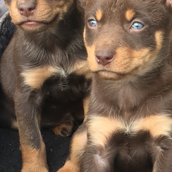 Kelpie Pups 