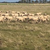 690 Merino Wethers