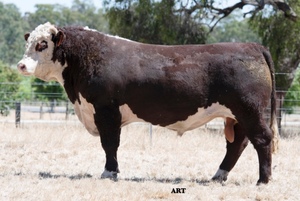 Glendan Park Hereford Bull Sale 26th Feb 2021