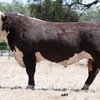 Glendan Park Hereford Bull Sale 26th Feb 2021