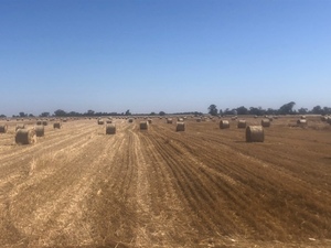 Oat straw 