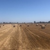Oat straw 