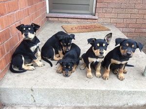 Kelpie pups