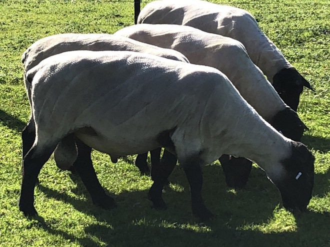 Stud clearance top 2017 drop and 2016 ex stud rams