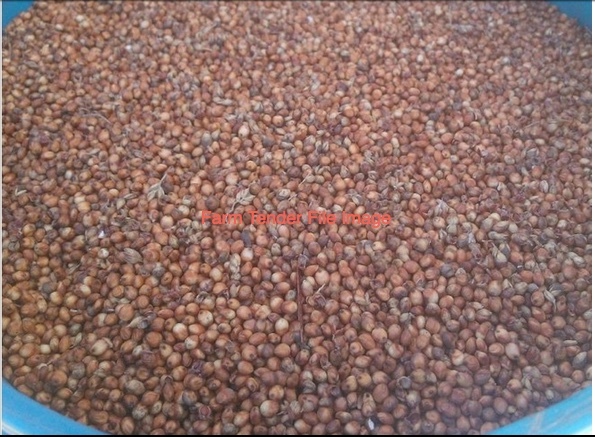 Sorghum Seed wanted for Cover Crops