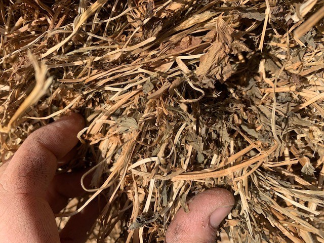 Lucerne Round bales 