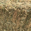 wheaten hay 550kg 8x4x3