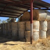 49 5x4 Round Bales of Irrigated Pasture Hay