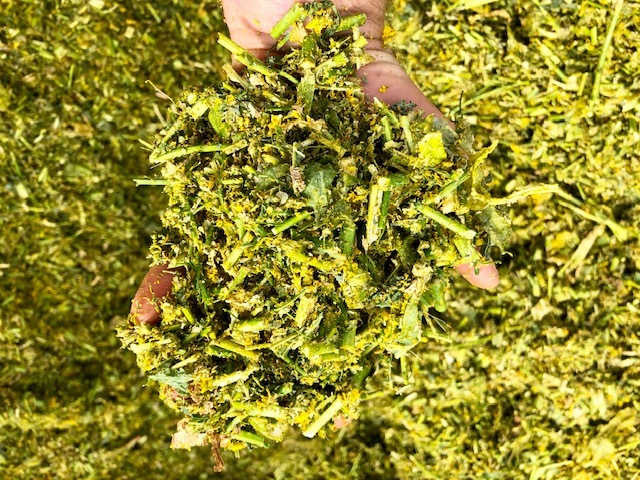 Precision chopped canola silage  