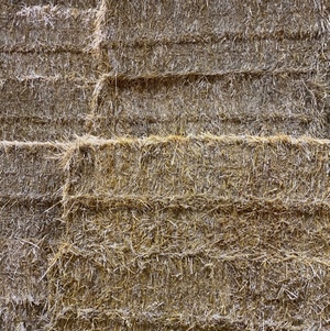 Wheat straw 