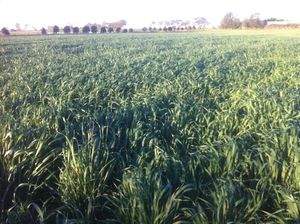 Chicken Manure Fertiliser