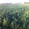 Chicken Manure Fertiliser