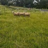 Rams Composite Poll Dorset X Border Leicester x 3