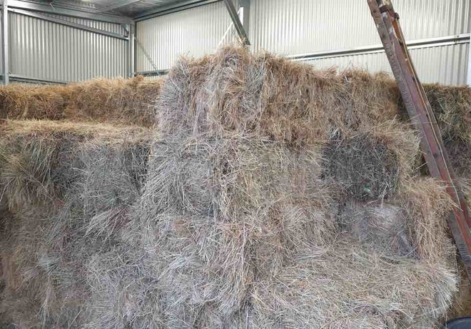 200 Small Square Bales of Pasture Hay
