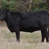 16 Top Quality PTIC Heifers