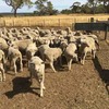 140 first WS x M wether lambs