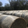 Freshly baled 4x4 round Rhodes Grass Hay