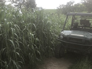 Sorghum Silage