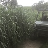 Sorghum Silage