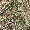 Canola Hay - 8x4x3 big sqaures & 5x4 rolls
