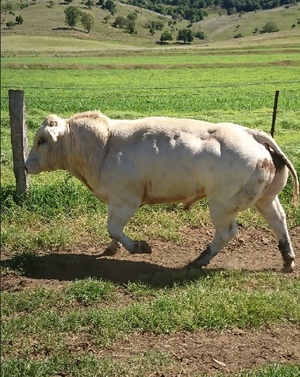 Belgium Blue Bull