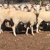 200 x First Cross Ewes 